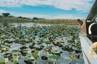 Miami Everglades Tour with Pickup 4 hr thumbnail 3