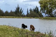 Waipi’o Horseback Tour: Mountain Ocean Views 2 hr thumbnail 6