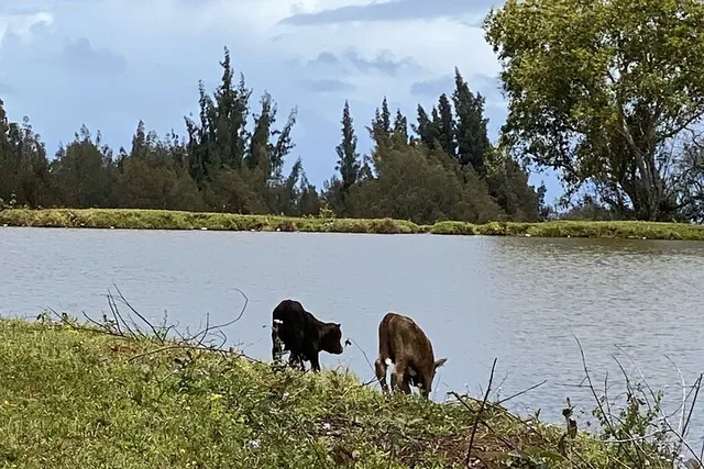 Waipi’o Horseback Tour: Mountain Ocean Views 2 hr - Image 6