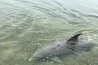 Crystal River Backwater Eco & History Tour 1.5 hr thumbnail 3