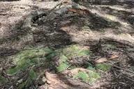 Honolulu Hiking Tour Aiea Loop Trail 3 hr thumbnail 6