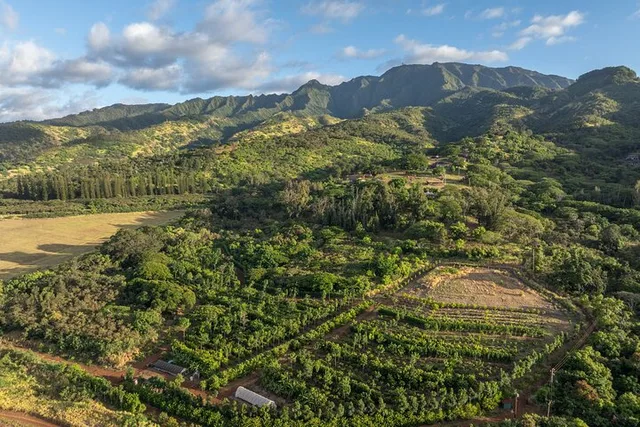 Oahu Cacao Orchard Tour 90 min - Image 2