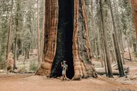 Yosemite Glacier Point and Giant Sequoias Hiking Tour thumbnail 3