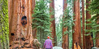 San Francisco Alcatraz, Muir Woods & Sausalito Tour 2-Day