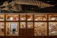 Houston Museum of Natural Science Admission thumbnail 5