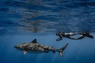 Haleiwa Ocean Adventure Dive thumbnail 6