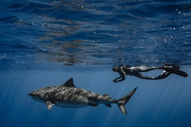 Haleiwa Ocean Adventure Dive - Image 6