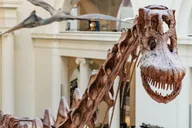 Chicago Field Museum of Natural History Tour thumbnail 6