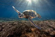Poipu Sea Kayak Tour with Snorkeling thumbnail 2