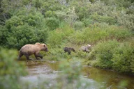 Katmai and Lake Clark Bear Viewing Adventure thumbnail 6