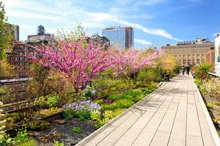 New York City High Line Walking Tour with Edge Access