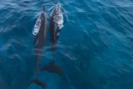 Kailua-Kona Whale Watching Tour thumbnail 5