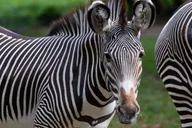 Bronx Zoo Entry Ticket thumbnail 5