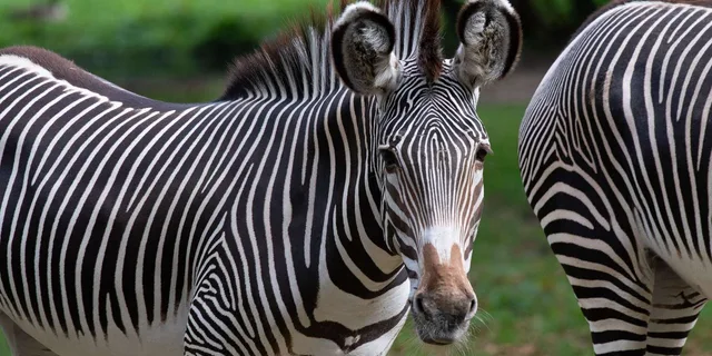 Bronx Zoo Entry Ticket - Image 5