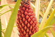 Oahu Circle Island Tour thumbnail 4