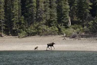 Skagway Yukon Adventure Tour thumbnail 6