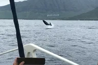 Waikiki Catamaran Whale Watch 2 hr thumbnail 4