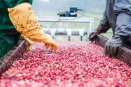 Boston Cranberry Farm Tour thumbnail 1