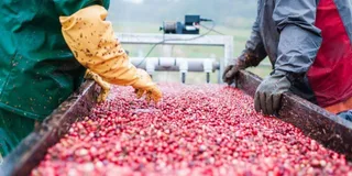 Boston Cranberry Farm Tour