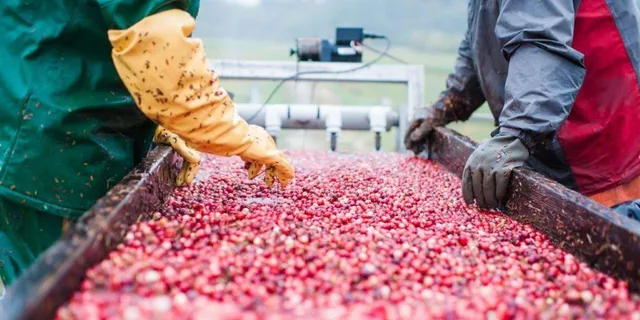 Boston Cranberry Farm Tour - Image 1