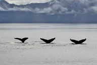 Seward Resurrection Bay Wildlife Tour 4.5 Hr thumbnail 5