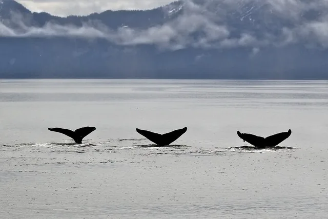 Seward Resurrection Bay Wildlife Tour 4.5 Hr - Image 5