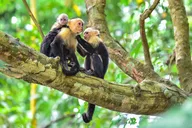 New York Central Park Zoo Tour with Private Transfers thumbnail 6