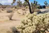 Los Angeles Joshua Tree National Park Private Tour thumbnail 3