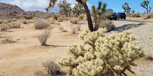 Los Angeles Joshua Tree National Park Private Tour - Image 3