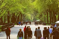 New York Central Park Pedicab Tour 40 Min thumbnail 3