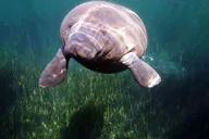 Crystal River Manatee Snorkel Tour thumbnail 5