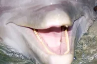 Hilton Head Private Dolphin Cruise 2 hr thumbnail 2