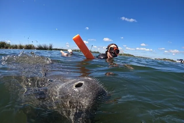 Crystal River Manatee Swim with Free Photos 3 hr - Image 2