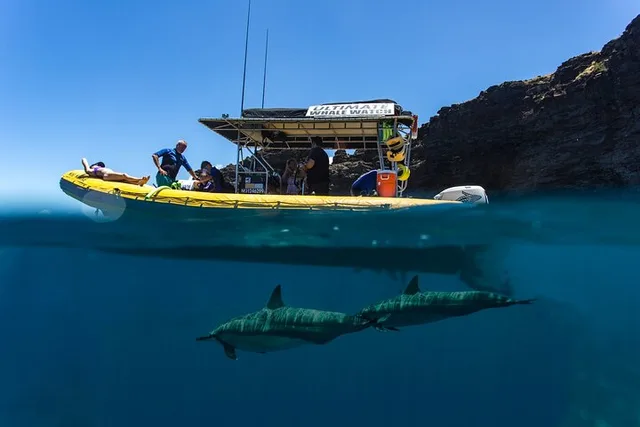 Lanai Dolphin Adventure and Snorkeling Tour - Image 3