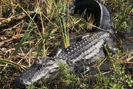 Orlando Everglades Airboat Tour 90 Min thumbnail 2