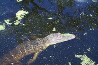 New Orleans Swamp Boat Tour Adventure thumbnail 5