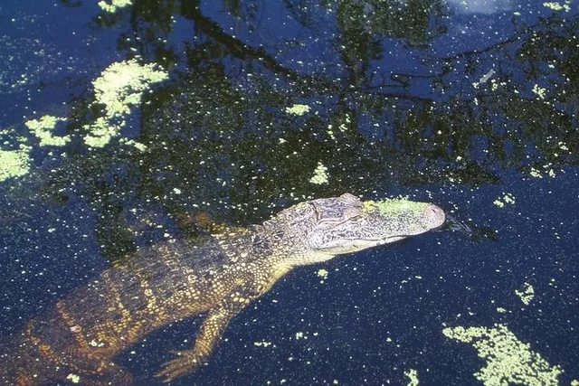 New Orleans Swamp Boat Tour Adventure - Image 5
