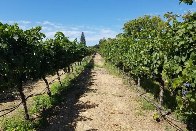 Napa Wine Tour in a Luxury Vehicle - Image 4