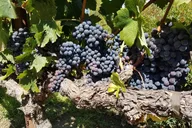 Sonoma Wine Tasting Tour thumbnail 6