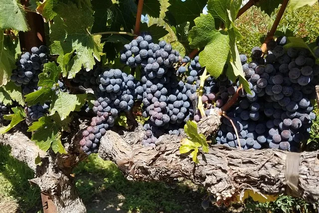 Sonoma Wine Tasting Tour - Image 6