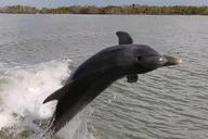 Marco Island Boat Excursion with Dolphins & Shelling 3.5 hr thumbnail 4