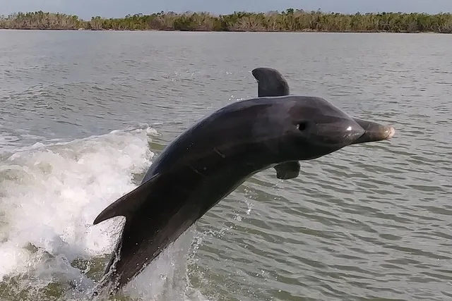 Marco Island Boat Excursion with Dolphins & Shelling 3.5 hr - Image 4