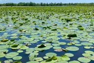New Orleans Swamp Tour with Transportation thumbnail 4