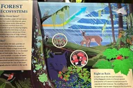 Ketchikan Rainforest Walk and Totem Park Tour thumbnail 5