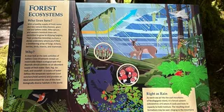 Ketchikan Island Tour with Wild Wolf Tours 3 hr