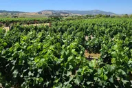 San Francisco Wine Tour to Napa & Sonoma 9 hr thumbnail 6