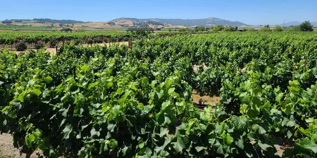 San Francisco Wine Tour to Napa & Sonoma 9 hr - Image 6
