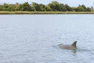 Charleston Dolphin Tour thumbnail 2