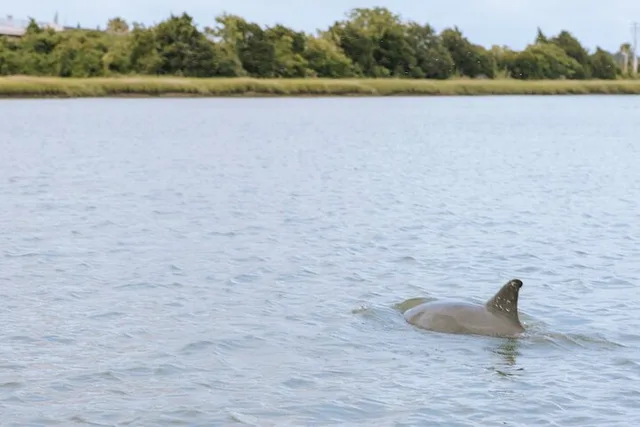 Charleston Dolphin Tour - Image 2