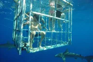 Oahu Shark Dive North Shore 90 Min thumbnail 4